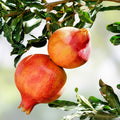Pomegranate Cuttings Lot of 4 Large Sweet Variety Punica granatum Fruit Tree Plants Live Starter Plants