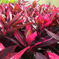 Cordyline fruticosa Cuttings - Green Hawaiian Ti Good Luck Plant - Tropical Indoor Outdoor Plant - 24 Large Logs - BloomHavenNursery