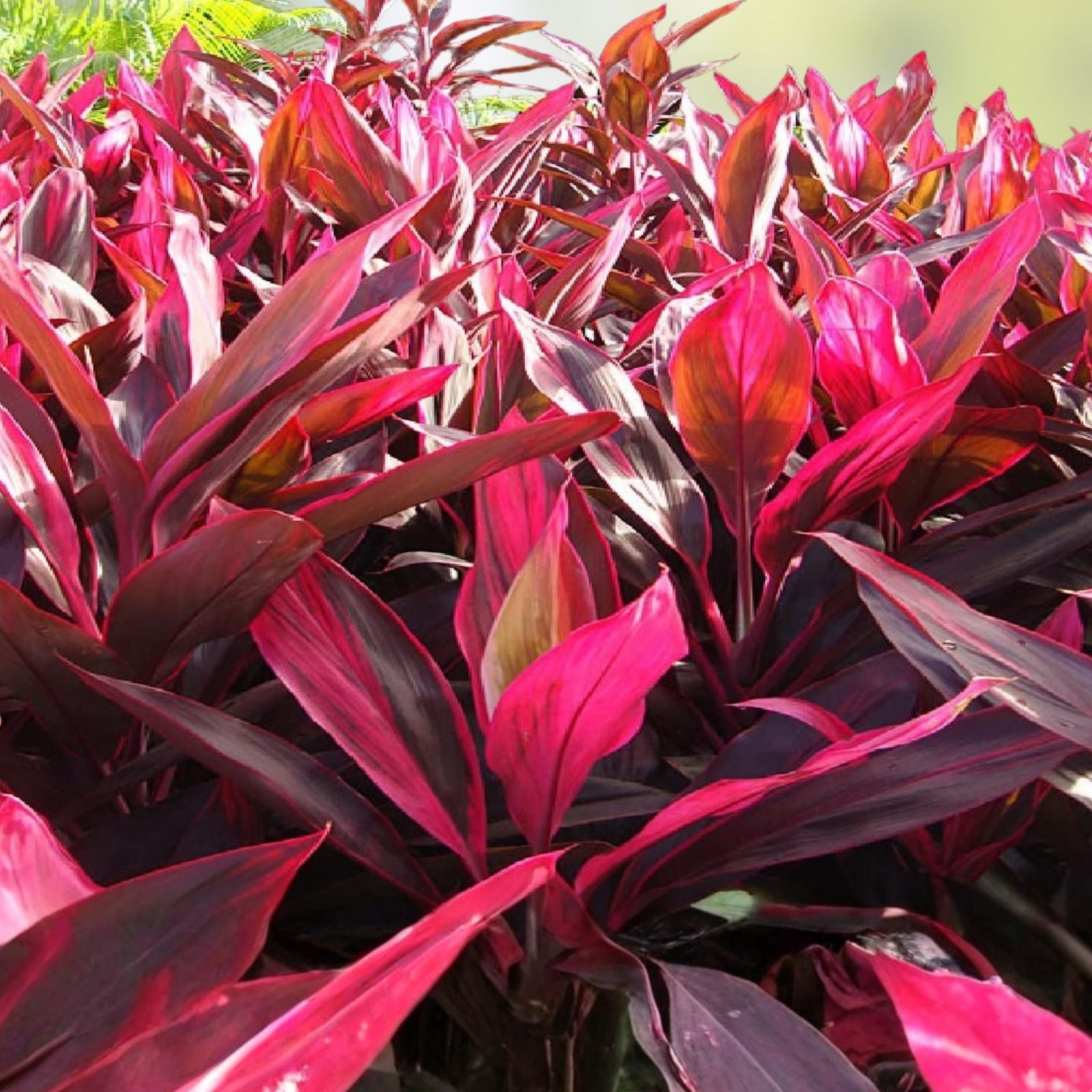 Cordyline fruticosa Cuttings - Green Hawaiian Ti Good Luck Plant - Tropical Indoor Outdoor Plant - 24 Large Logs - BloomHavenNursery