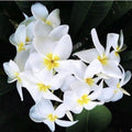 Rooted Plumeria Plant Cutting - Wave Rage - Frangipani Tropical Flowering Plant - Easy to Grow, 11-inch with 1 Tip