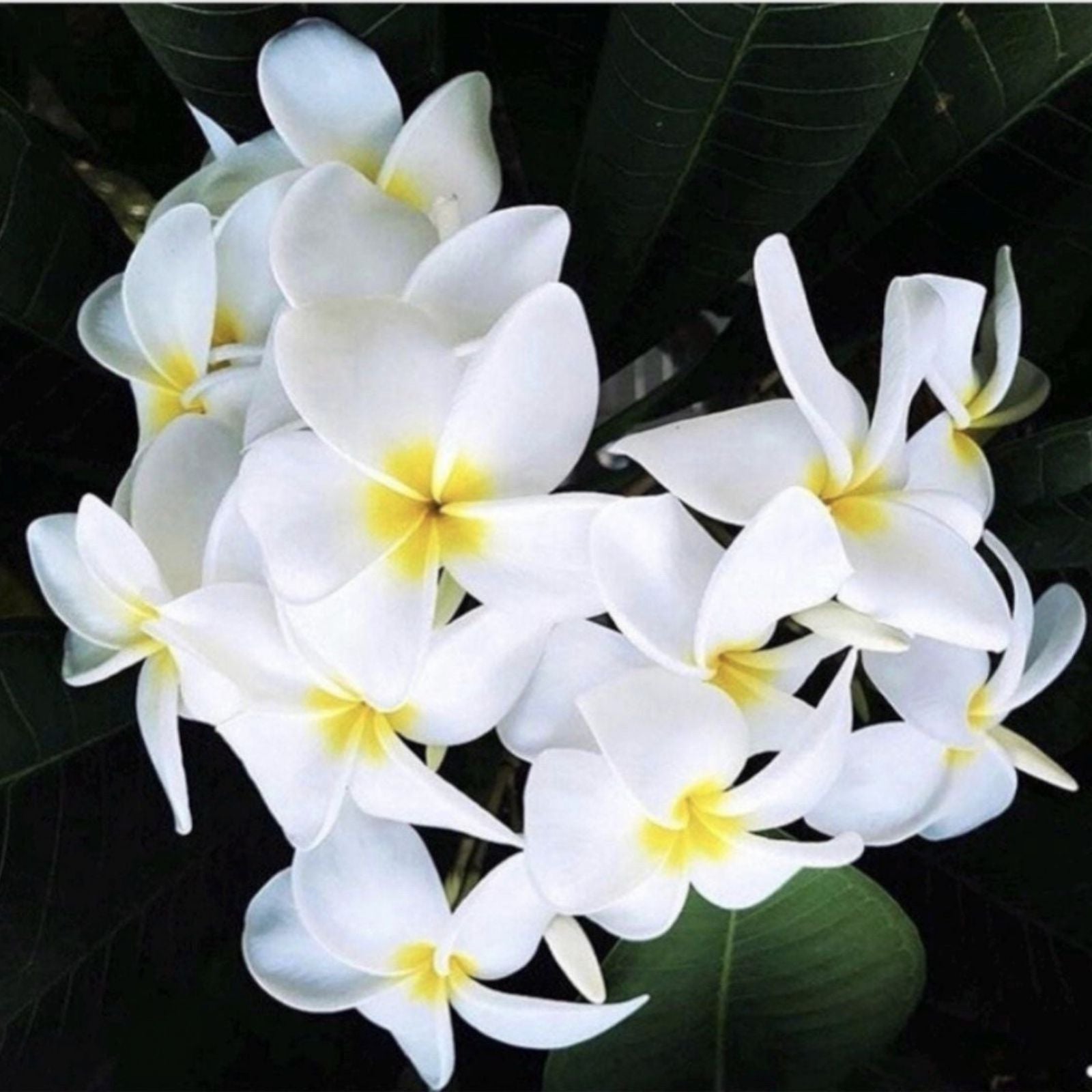 Rooted Plumeria Plant Cutting - Wave Rage - Frangipani Tropical Flowering Plant - Easy to Grow, 11-inch with 1 Tip