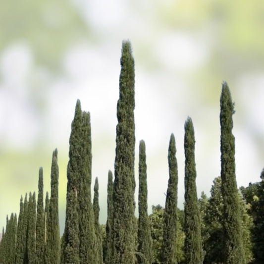 Italian Cypress Seeds 100 Count | Evergreen Tree Seeds | Cupressus sempervirens | Ornamental Garden Tree | Fast Shipping
