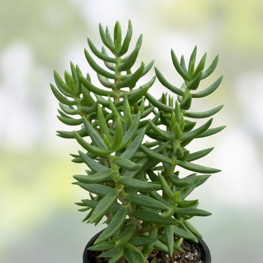 Mini Pine Tree Cuttings 4 Pack – Indoor Bonsai Starter Plants, Live Pinus spp., Houseplant, Gardening Supplies
