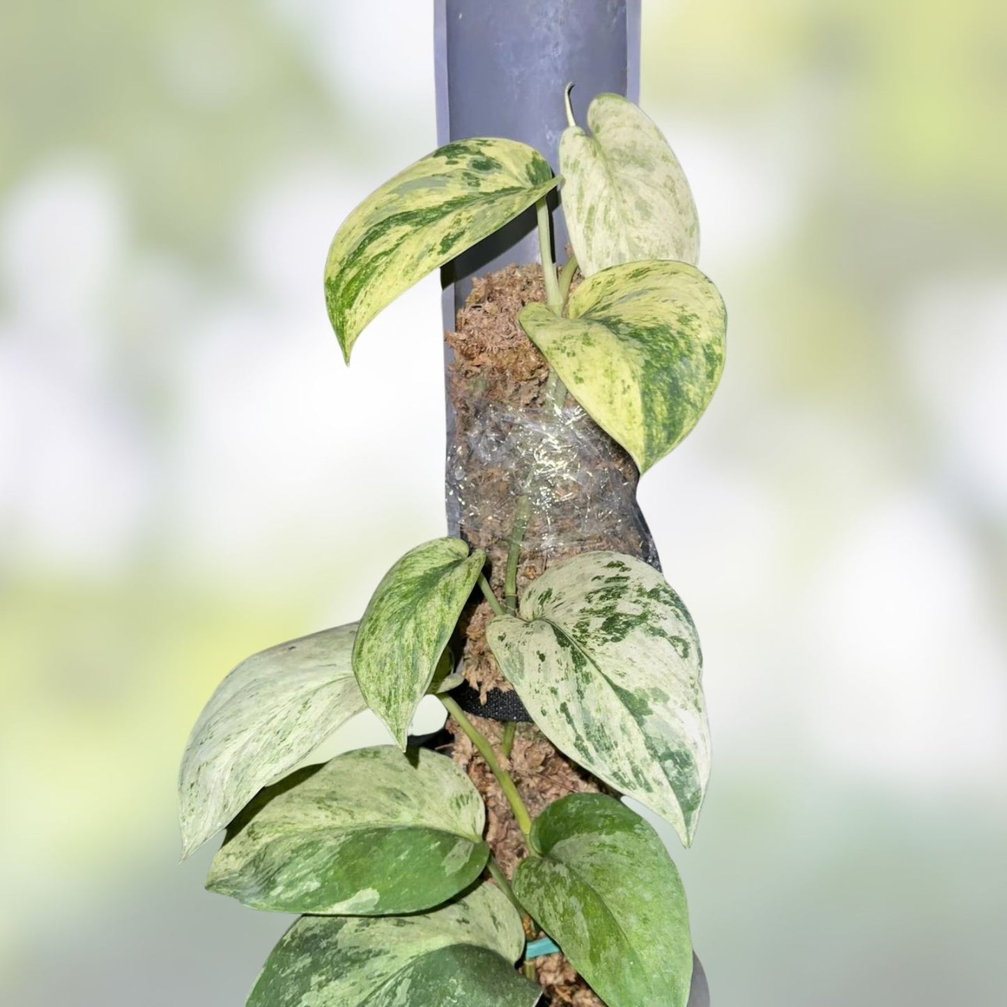 Scindapsus Jade Satin Marble Live Plant Cutting – Epipremnum aureum Indoor Houseplant for Garden and Home