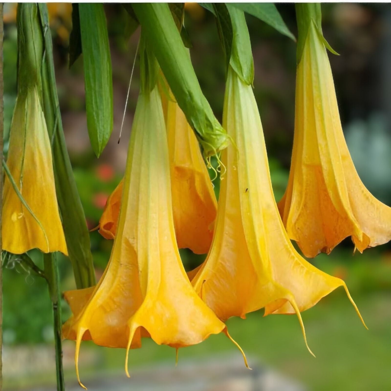 Variegated Brugmansia Cuttings | Angel's Trumpet Unrooted | Brugmansia Sanguinea | Ornamental Flowering Plant | Fast Growing