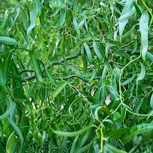 Green Curly Willow Trees 4 Pack – Fast Growing Exotic Bonsai Trees – Salix matsudana Live Plants, Starter Cuttings