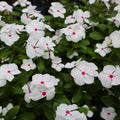 Vinca Seeds 100-Pack Hotlik White Catharanthus roseus Perennial Garden Flowers Easy to Grow Bright White Blooms