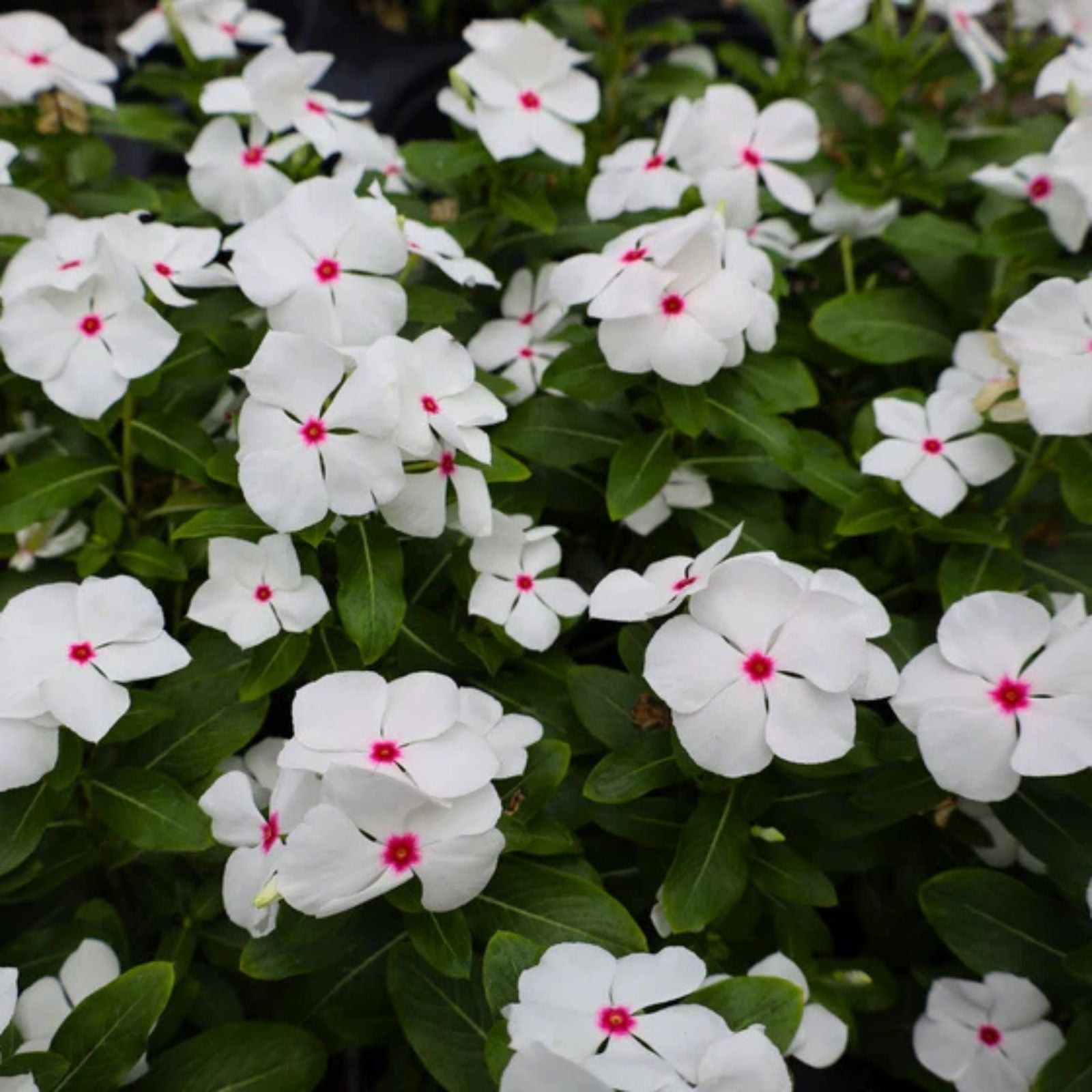 Vinca Seeds 100-Pack Hotlik White Catharanthus roseus Perennial Garden Flowers Easy to Grow Bright White Blooms