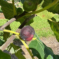 Cherry Cordial Fig Cuttings - Ficus carica Starter Plants - Fruit Tree Propagation - Live Plant Bare Root or Cutting