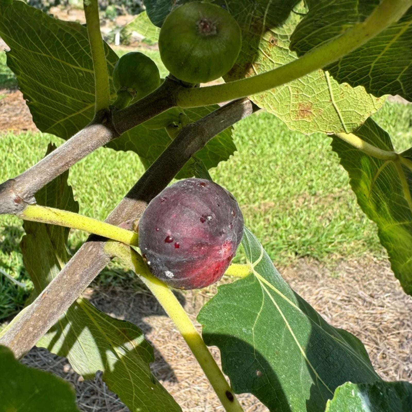 Cherry Cordial Fig Cuttings - Ficus carica Starter Plants - Fruit Tree Propagation - Live Plant Bare Root or Cutting