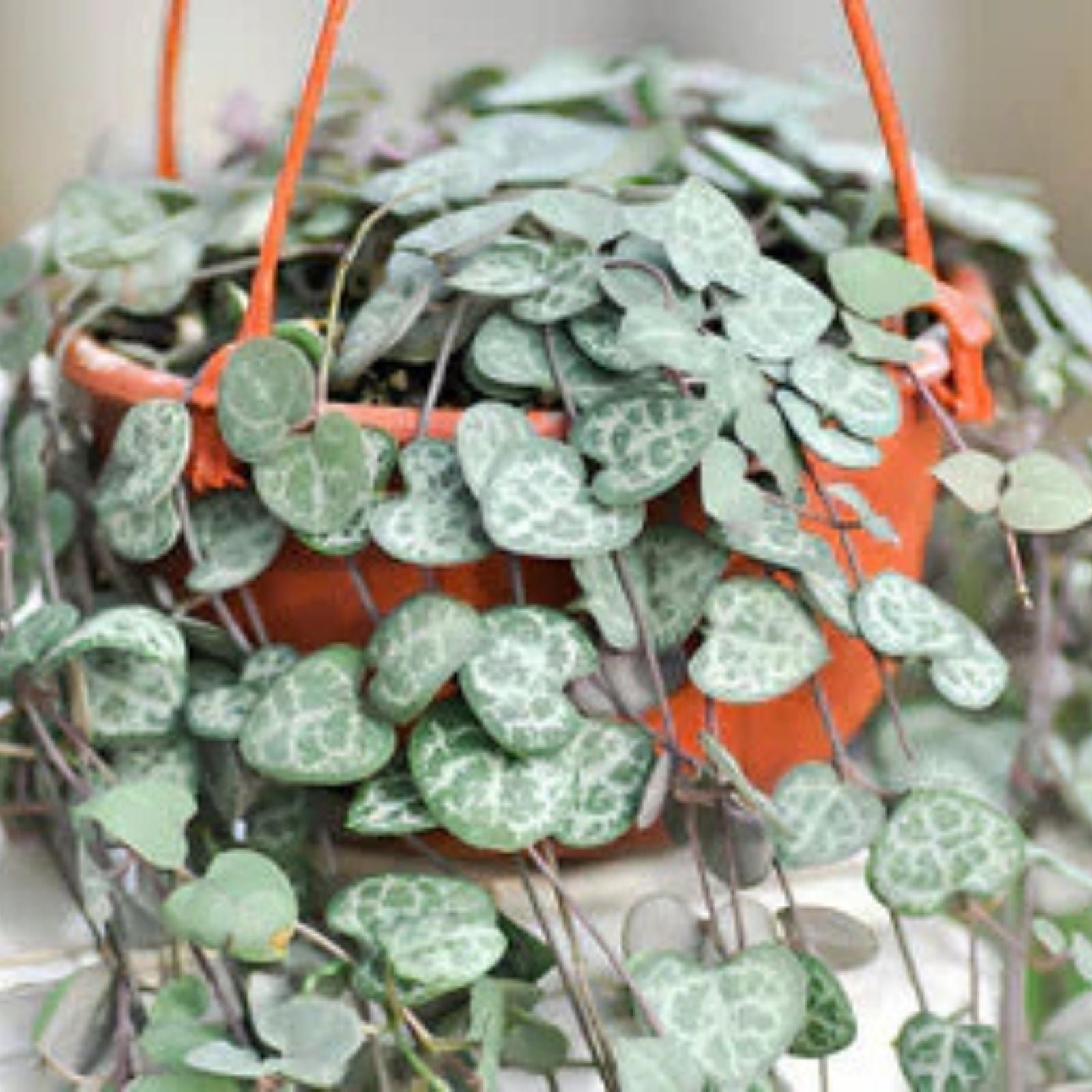 String of Hearts Cuttings 8" Ceropegia woodii Rosary Vine Live Plant Starter Bare Root Houseplant