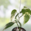 Variegated Epipremnum Pinnatum Albo Live Plant Cutting Indoor Houseplant Rare Rooted Starter