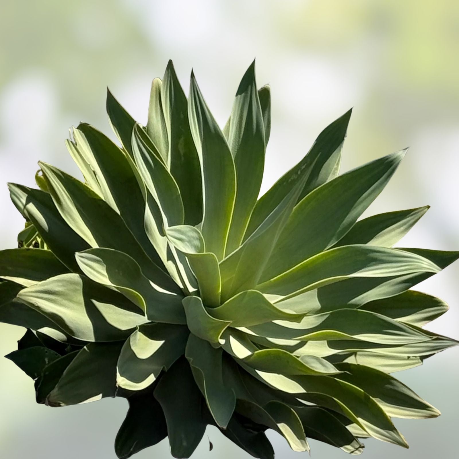 Agave Attenuata Fox Tail Succulent Plant 6-8 inches, Drought Tolerant Tropical Cactus, Indoor Desert Garden Plant
