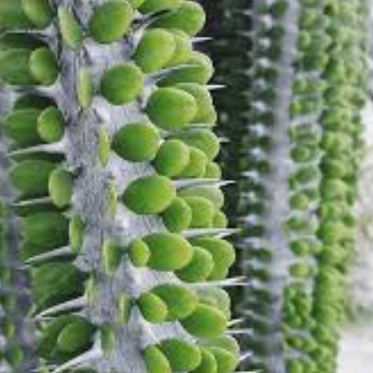 Madagascar Ocotillo Tree Seeds - Alluaudia procera - Drought-Tolerant Succulent Seeds for Planting