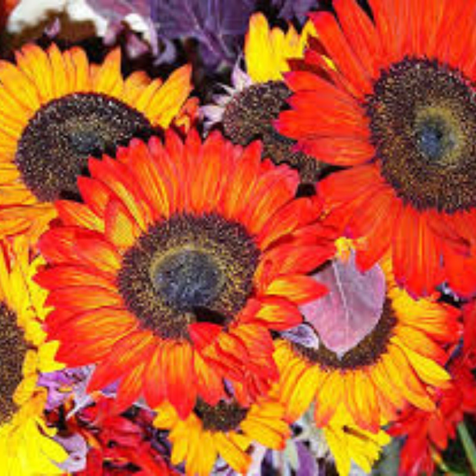Autumn Beauty Sunflower Seeds 50 Count - Vibrant Fall Colors - Helianthus annuus - Ornamental Garden Flower Seeds