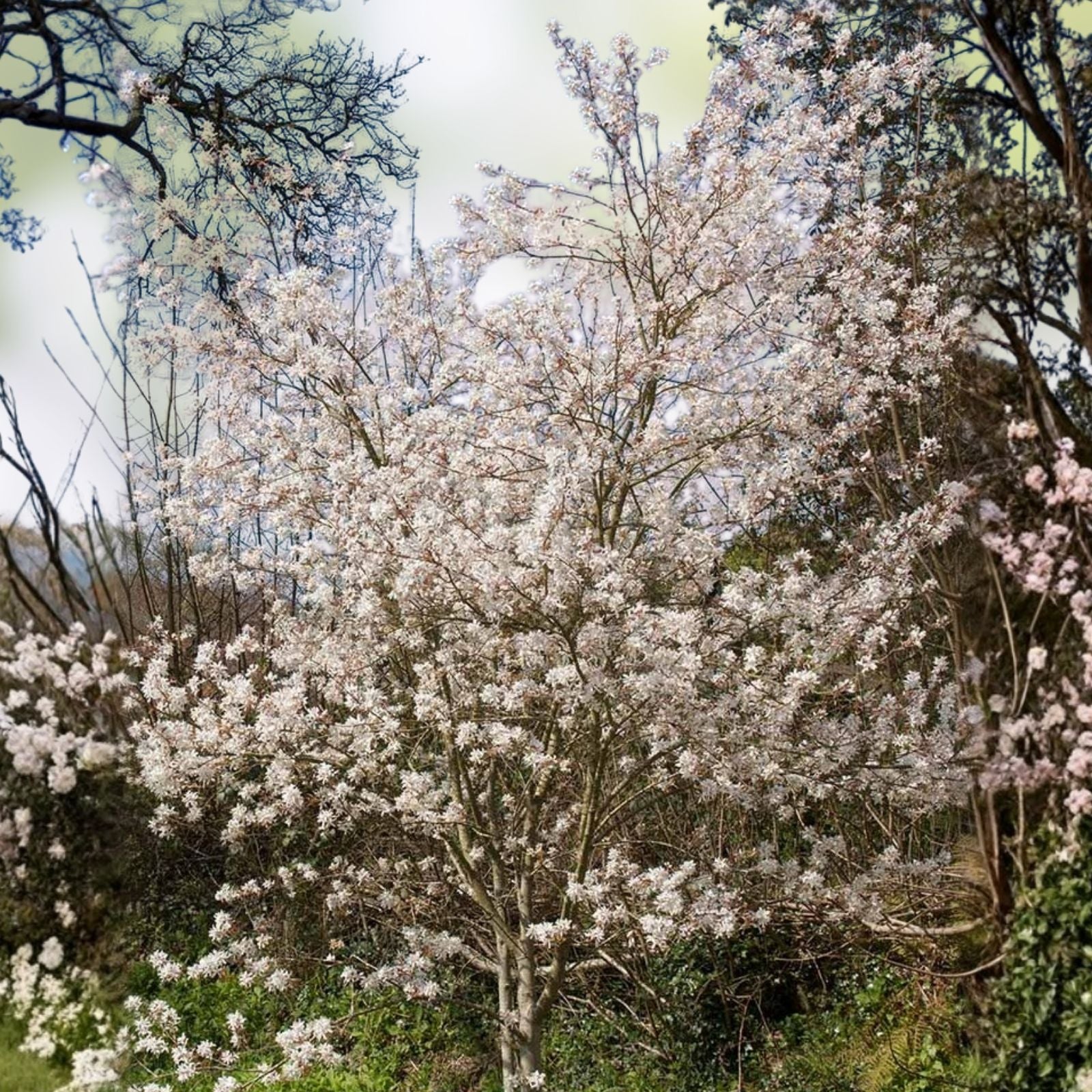 Serviceberry Live Plant Set of 2 – Amelanchier arborea, 16-24" Tall Shrubs, White Flowers, Reddish Purple Berries, Bare Root or Starter Plants