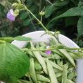 Dragon Eggs Seeds – 30 White Cucumber Seeds – Unique Heirloom Variety for Home Gardening – Cucumis sativus