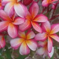 Rooted Plumeria Plant Cutting 18" Celadine with 2 Long Tips, Fragrant Flowering Tree, Plumeria rubra, Fast Growing