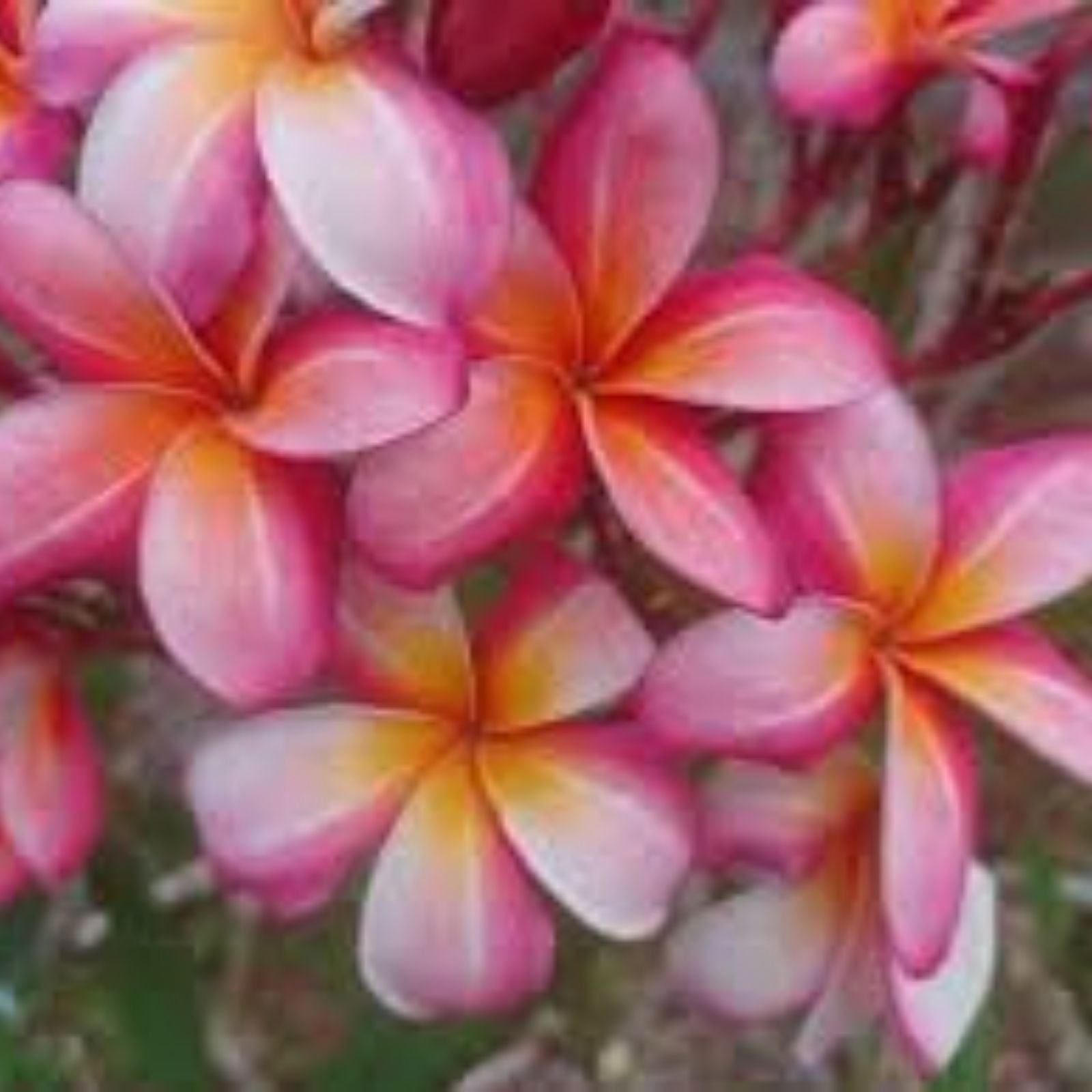 Rooted Plumeria Plant Cutting 18" Celadine with 2 Long Tips, Fragrant Flowering Tree, Plumeria rubra, Fast Growing