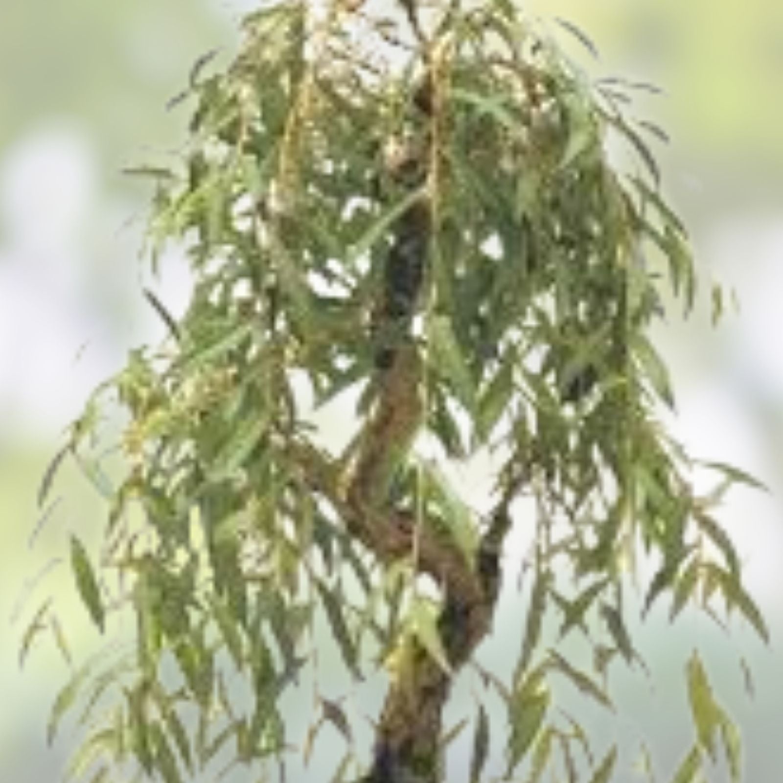 Weeping Willow Bonsai Tree Cutting – Gold Bark, Vibrant Green Foliage – Salix babylonica – Fast Shipping