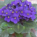 African Violet Leaf Cutting NK-Lilon Lila | Saintpaulia ionantha Indoor Plant | Fast Shipping
