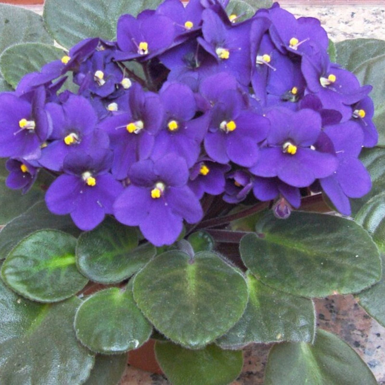 African Violet Leaf Cutting NK-Lilon Lila | Saintpaulia ionantha Indoor Plant | Fast Shipping