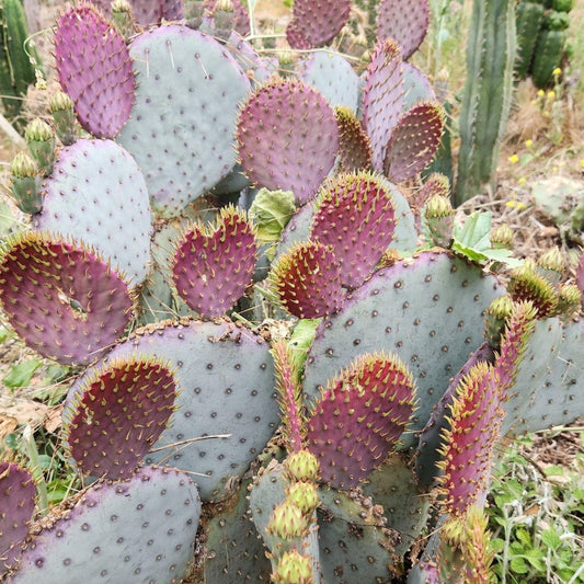 Opuntia Cactus Cuttings Succulent Propagation Live Plant Clippings Bare Root Starter Plant