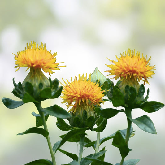 Zanzibar Safflower Flower Seeds - 30 Mixed Color Carthamus tinctorius Ornamental Garden Seeds for Planting