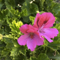 Martha Washington Geranium Cuttings 6 Pack Organic Rose-Pink Pelargonium Planting Material | Fast Shipping