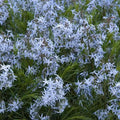 Threadleaf Bluestar Live Plant 4" Pot – Amsonia hubrichtii Perennial with Blue Flowers, Garden Plant, Starter Plant