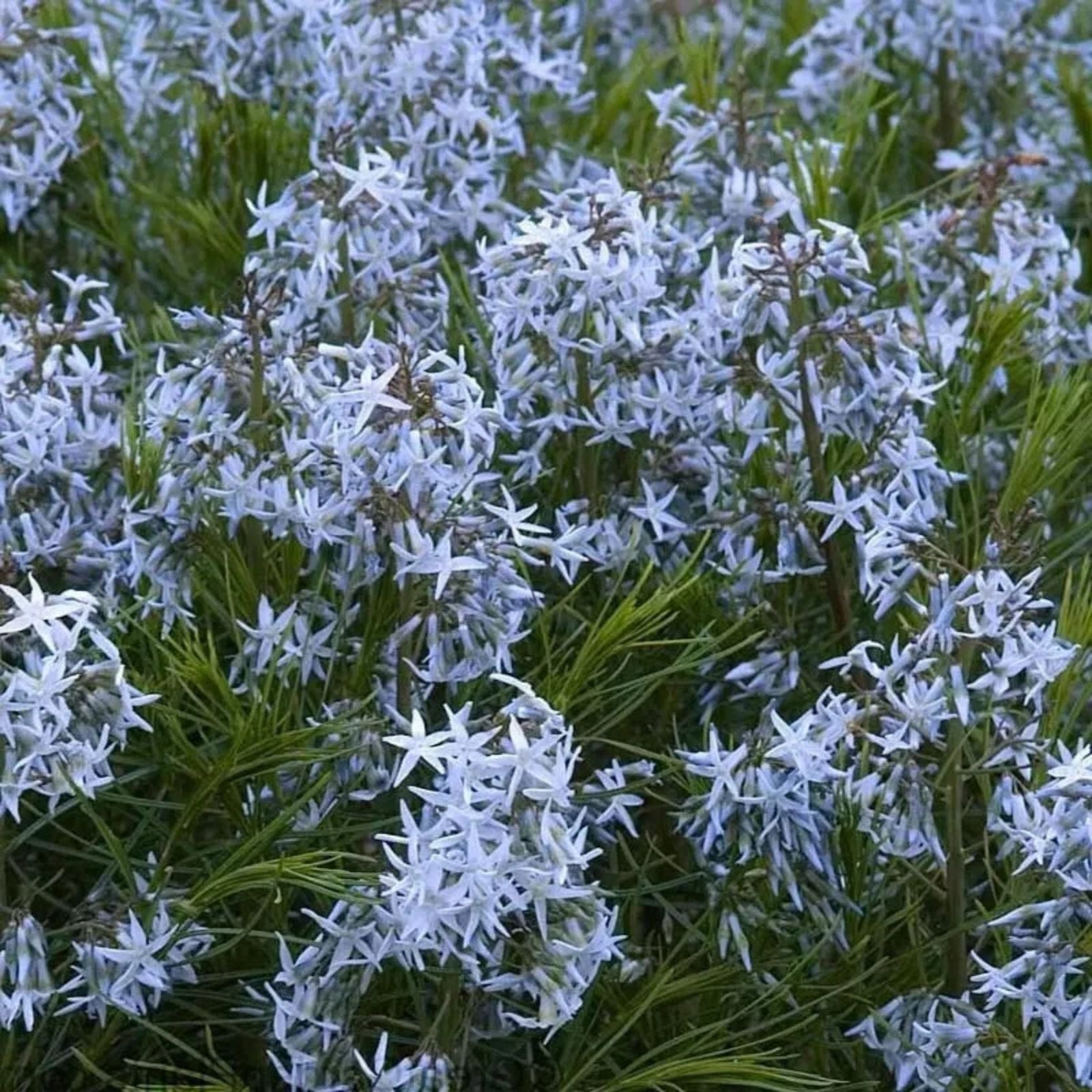 Threadleaf Bluestar Live Plant 4" Pot – Amsonia hubrichtii Perennial with Blue Flowers, Garden Plant, Starter Plant