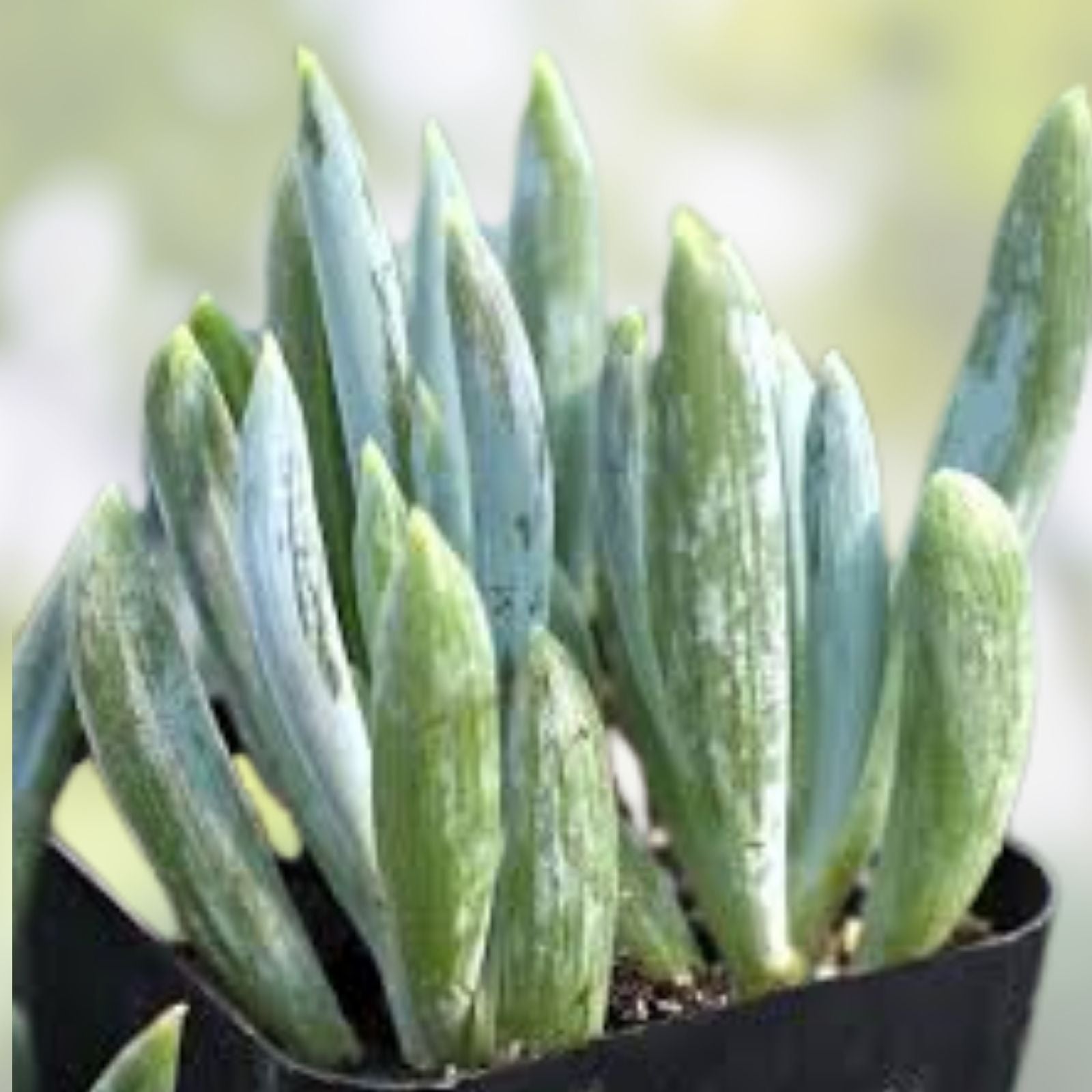 Blue Chalk Sticks Succulent Cuttings Senecio Mandraliscae Live Plant Starter Bare Root Houseplant for Propagation and DIY Arrangements
