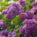 Dark Purple Lilac Cuttings – 10 Organic Syringa Vulgaris Perennial Flowering Shrubs for Garden, Fragrance, Landscaping