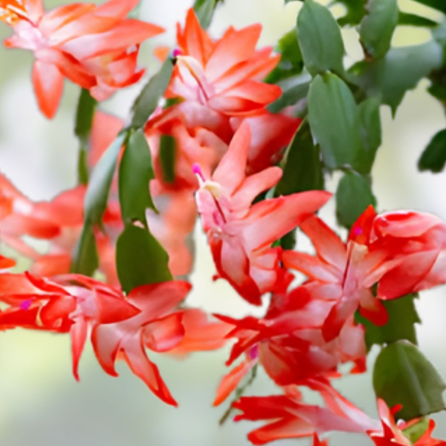 Thanksgiving Christmas Cactus Cutting - Rooted Schlumbergera Houseplant - Holiday Blooming Succulent - Non-GMO
