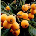 Rare Loquat Scions Eriobotrya japonica Grafting Cuttings – Live Fruit Tree Starter Plants, Bare Root, Large Variety