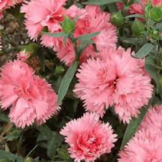 La France Pink Carnation Seeds | Easy to Grow Dianthus caryophyllus Flower Seeds for Garden, Houseplant, or Cutting