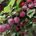 Wild Plum Tree Live Plant 18" Prunus spp. Edible Fruit Tree Garden Landscape Hardy Zones 5-9
