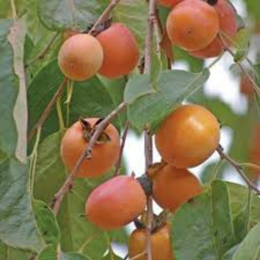 American Persimmon Tree Seeds – 20 Pack – Diospyros virginiana – Edible Fruit Tree, Native Persimmon Seeds, Grown in USA, Fast Growing