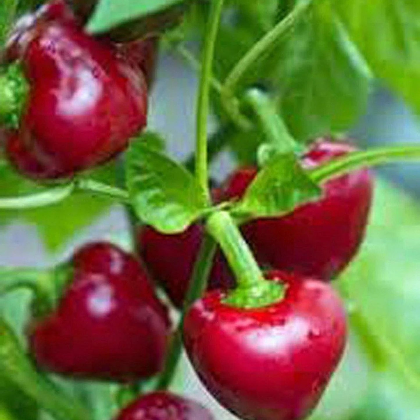 Organic Cherry Sweet Pepper Seeds 50 Count Capsicum annuum Non-GMO Heirloom Garden Vegetable Planting