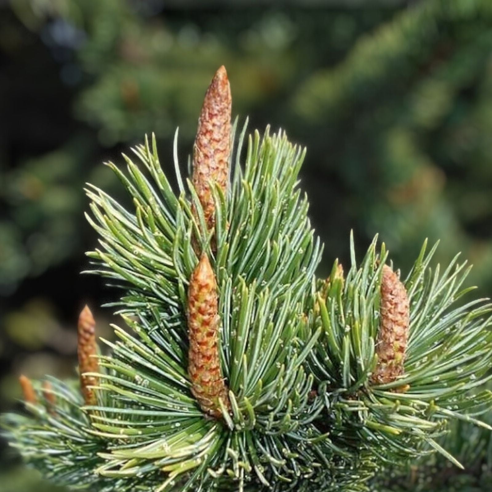 Bristlecone Pine Tree Seeds 30 Pack – Pinus aristata – Hardy Evergreen Seeds for Planting and Landscaping