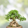 Ficus Bonsai Tree Seeds – 25+ Ficus retusa Indoor Plant Seeds – Live Bonsai Starter Kit – Made in USA – Fast Shipping