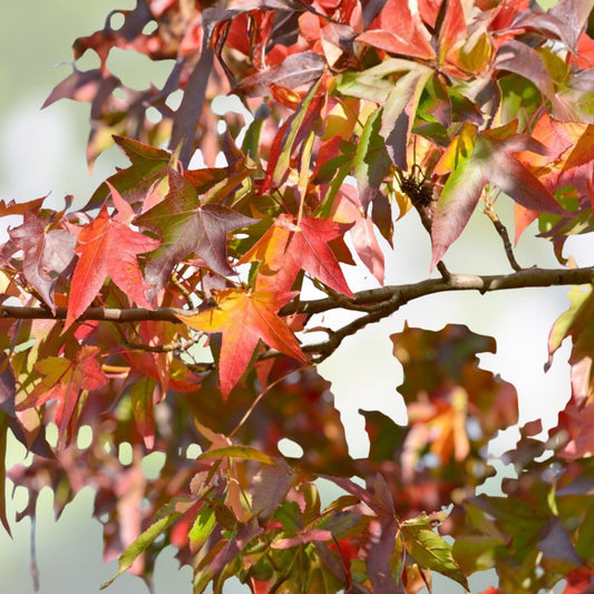 Sweet Gum Tree Seedlings 10" | Liquidambar styraciflua Native Southern Alabama 5-Pack Live Plants
