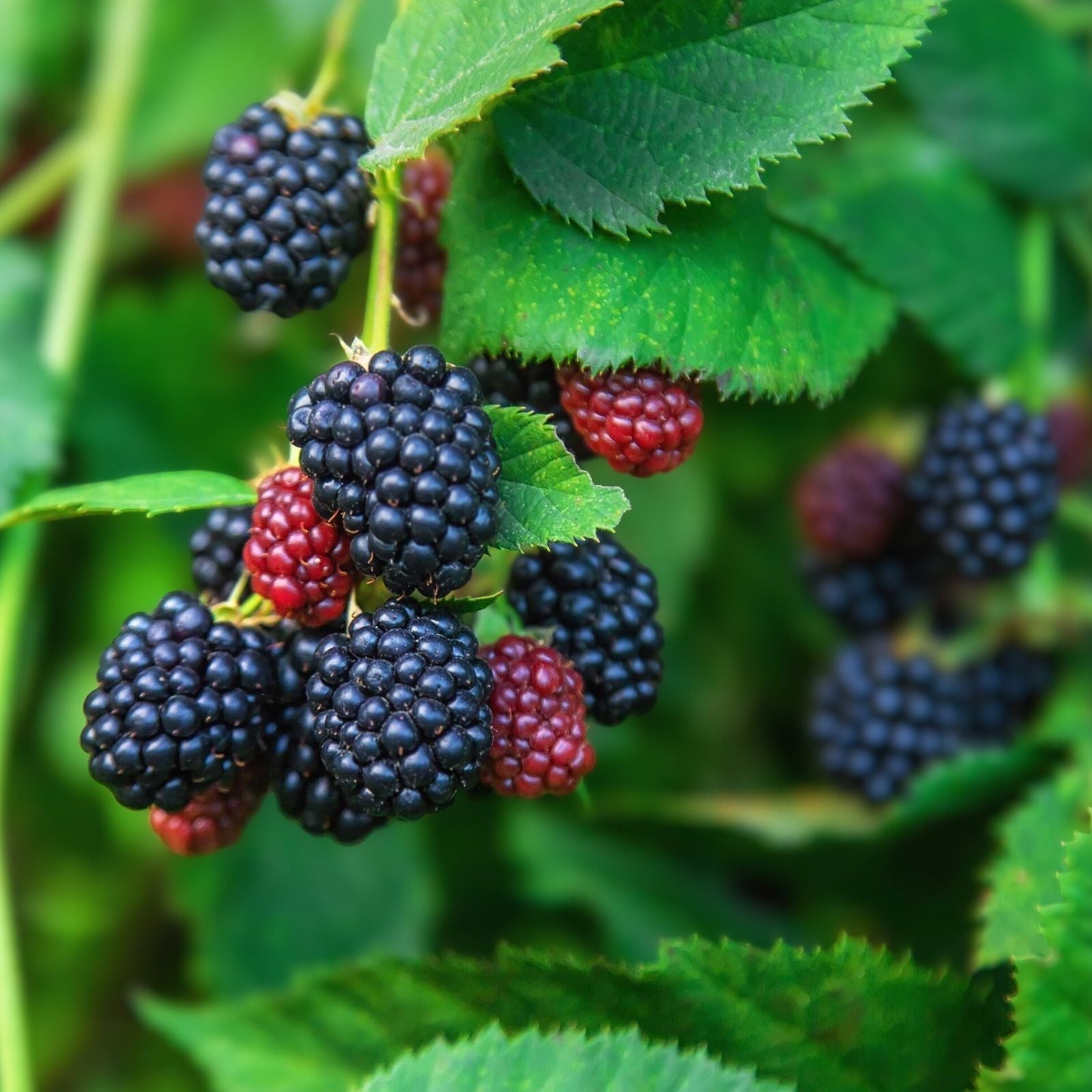 Giant Blackberry Cuttings Rubus fruticosus Fruit-bearing Organic Garden Plant Live Rooting Starter