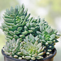 Sedeveria Silver Frost Succulent Plant 2 Inch | Indoor Garden Decor | Low Maintenance Echeveria Hybrid | Live Plant Cutting