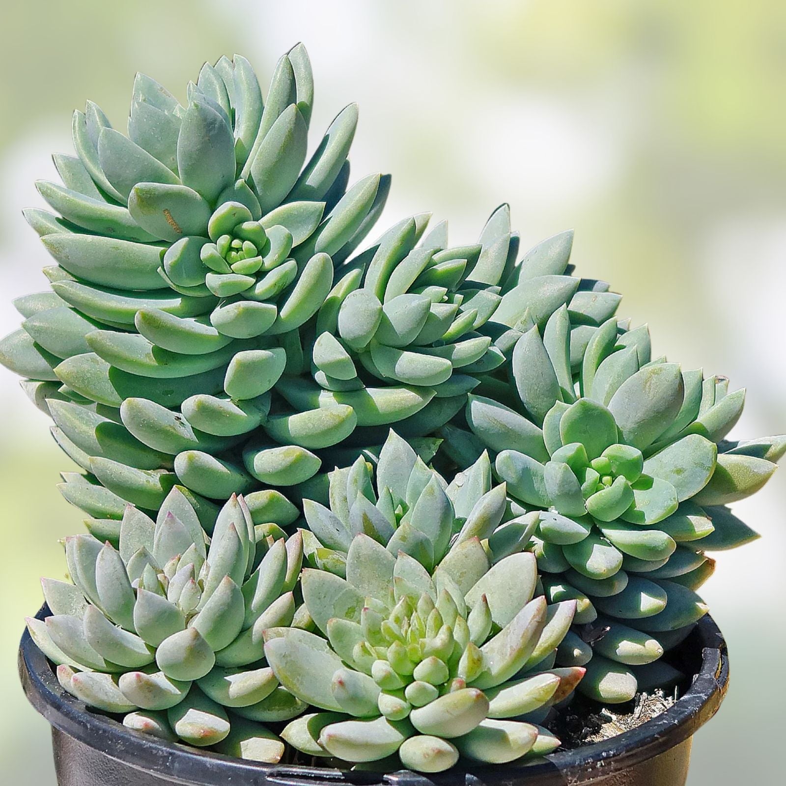 Sedeveria Silver Frost Succulent Plant 2 Inch | Indoor Garden Decor | Low Maintenance Echeveria Hybrid | Live Plant Cutting
