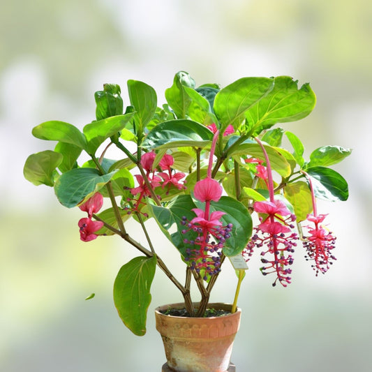 Medinilla magnifica Royal Chandelier Live Plant | Rare Exotic Indoor Houseplant | Starter Bare Root Cutting
