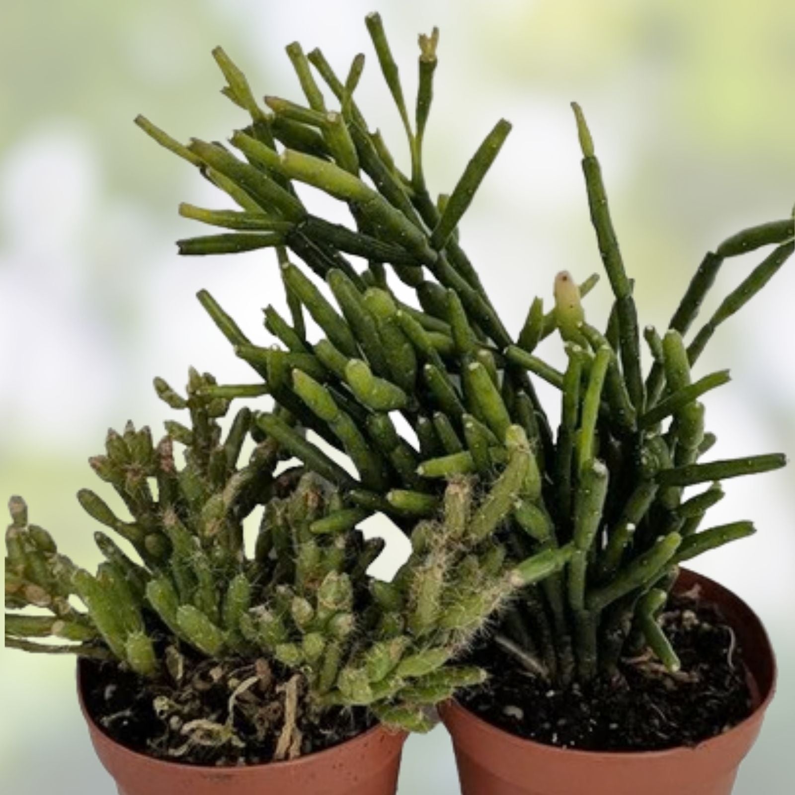 Fresh Cuttings 9 Pack Rhipsalis Prismatica Orchid Cactus Hardy Indoor Plant - Unique Epiphyllum Succulent