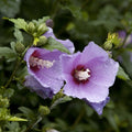 Rose of Sharon Cuttings Hibiscus syriacus White Maroon Live Plant Garden Propagation Bare Root Starter Plant