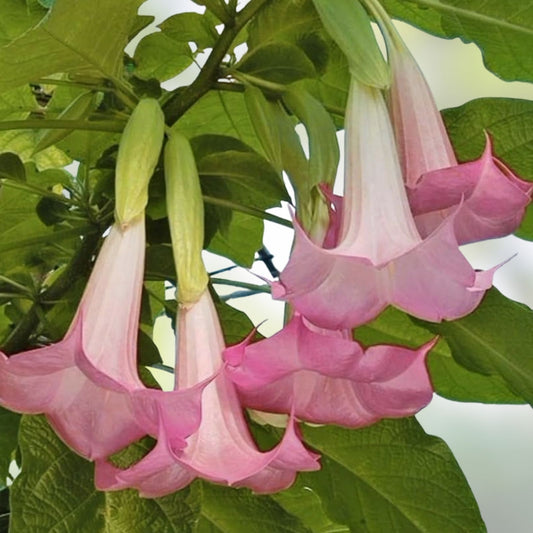 Angel Trumpet Cuttings Versicolor Peach Pink Brugmansia versicolor Live Plant Starter Bare Root Houseplant