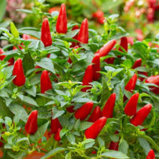Hot Red Chilli Pepper Seeds, Organic Capsicum annuum, Spicy Peppers, Garden Starter Plant, USA Grown, Live Seedling